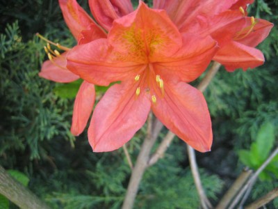 Img_2132.jpg