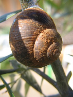 schnecke1.jpeg