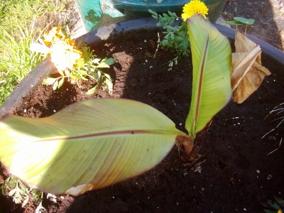 Bananen 2008 029.jpg