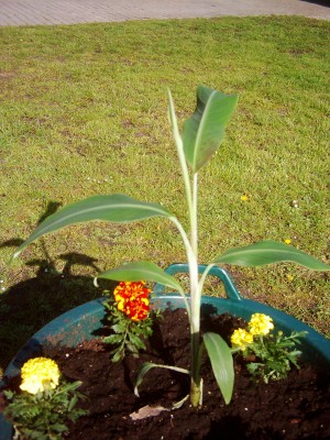Bananen 2008 025.jpg