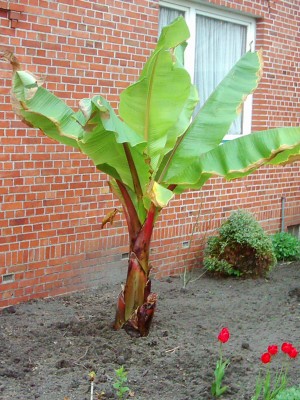 Bananen 2008 013.jpg