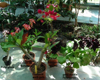 Ausbeute von Flores w.jpg