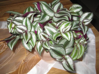 Zebriina Pink.jpg