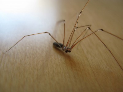 Spinne (2a).jpg