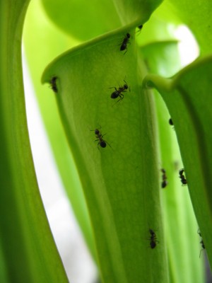Ameise auf Sarracenia (4).jpg