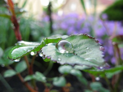 Wassertropfen (3a).jpg