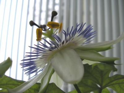 caeruleablüteseite.JPG