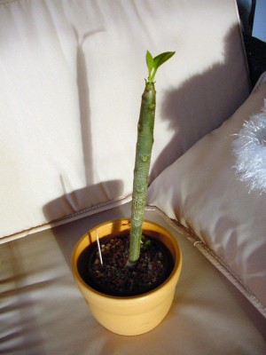 Frangipani 0108.jpg