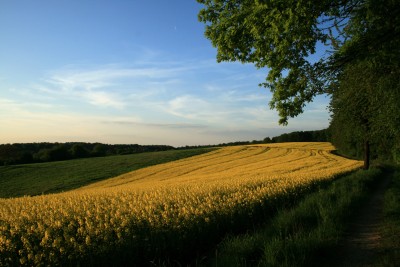 rapsfeld2.jpg
