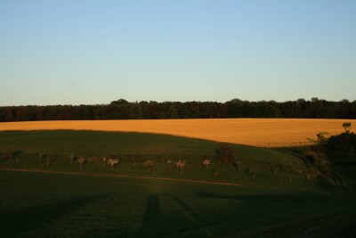 rapsfeld.jpg