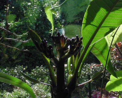 Plumi-Knospen w.jpg