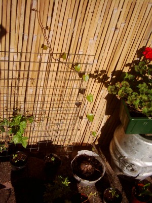 Bilder Frühjahr 2008 003.jpg