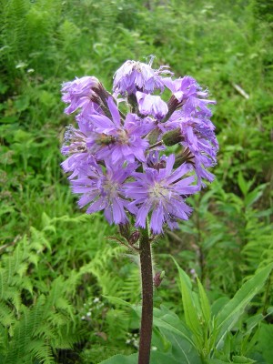 Alpenkraut 7.JPG