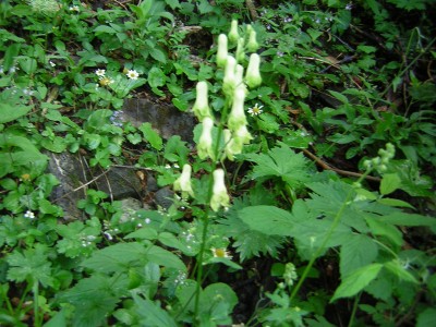 Alpenkraut 6.JPG