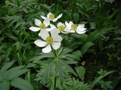 Alpenkraut 5.JPG