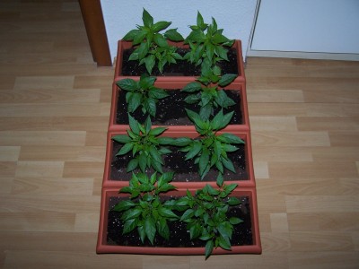 chili1.JPG