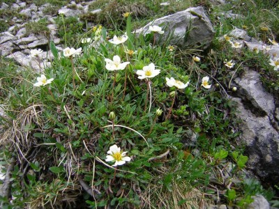 Alpenkraut 1.JPG
