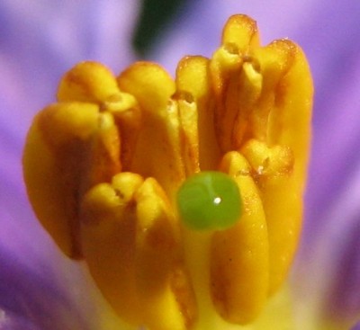 Solanum2.jpg