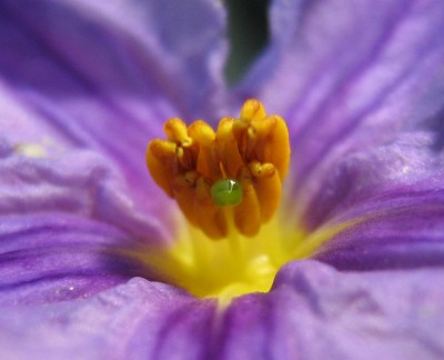 Solanum.jpg