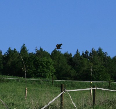 vogel.jpg