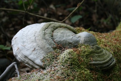 pilz.jpg