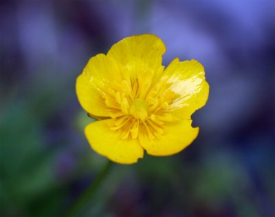 butterblume.jpg