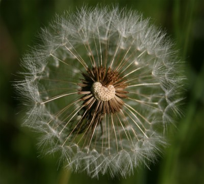 pusteblume.jpg