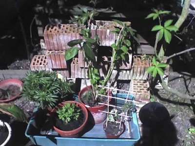 10-05-08_Garten2.jpg