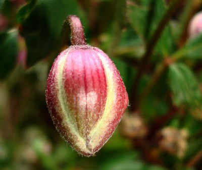 28.04.2008 clematis montana 'freda'1.jpg