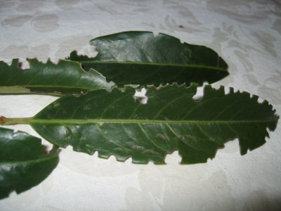 zebra philodendron Philodendron Gloriosum 'Zebra'  T&T Plants and Things