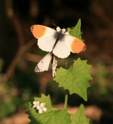 schmetterlingflug2.jpg