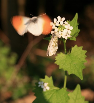 schmetterlingflug1.jpg