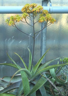 DSCF2778.JPG