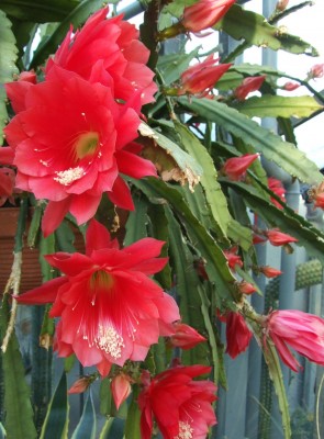 DSCF2775.JPG