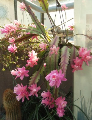 DSCF2772.JPG