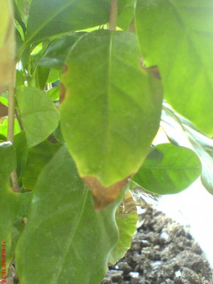 Feigen-Dnger XL 1 Liter Ficus carica Flssigdnger