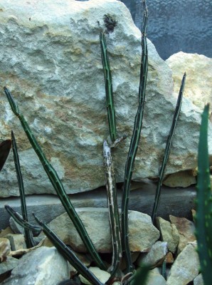 DSCF2784.JPG