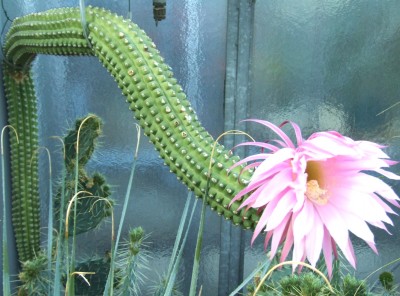 DSCF2787.JPG