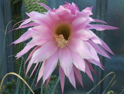 DSCF2786.JPG