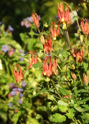 DSCF2889.JPG