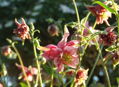 DSCF2870.JPG