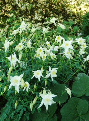 DSCF2871.JPG