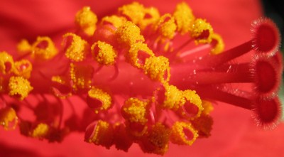 Hibiskusblüte.jpg