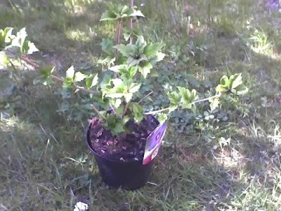 11-05-08_bl.Hibiskus.jpg