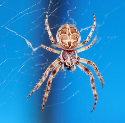 spinne.jpg
