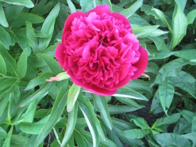 Img_2170.jpg