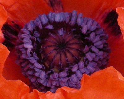 Mohn innen.jpg