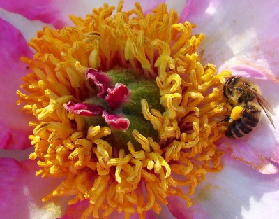 08.05.2008 dicke hose auf päonie.jpg