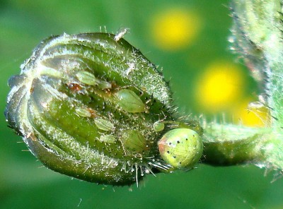 08.05.2008 spinnchen beim frühstück.jpg