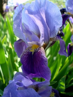 08.05.2008 iris8.jpg